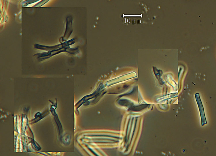 3) Preso su vecchio tronco di Pino il 22.02.2013.